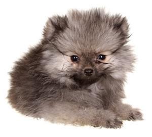 Sable cheap pomeranian puppy